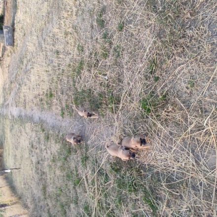 Verkaufe Mops Jack Russel Welpen Mix sie sind jetzt 8