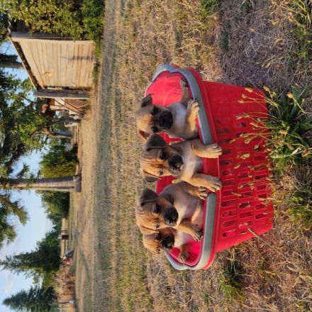 Verkaufe Mops Jack Russel Welpen Mix sie sind jetzt 8