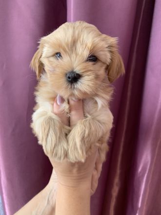 Noch ein süßes, reinrassiges und gesundes Weibchen der