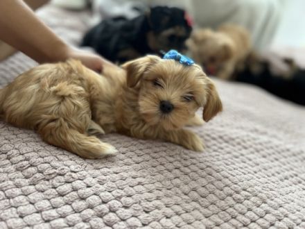 Noch ein süßes, reinrassiges und gesundes Weibchen der