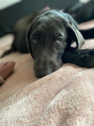 Hallo unsere Hündin Finja hat am 01.06.2022 bei uns zu