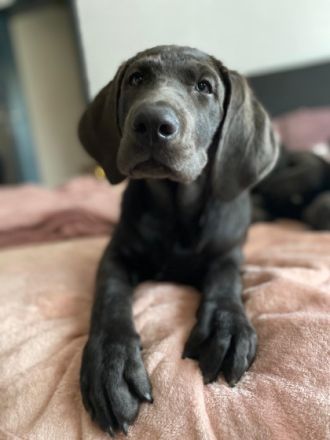 Hallo unsere Hündin Finja hat am 01.06.2022 bei uns zu