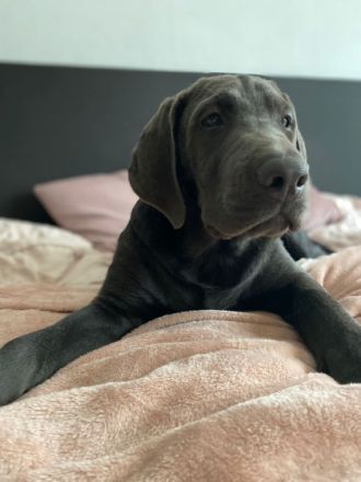 Hallo unsere Hündin Finja hat am 01.06.2022 bei uns zu