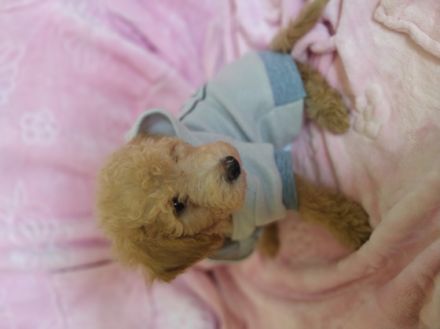 Süßer Apricot Zwergpudel sucht ein neues Zuhause Sie