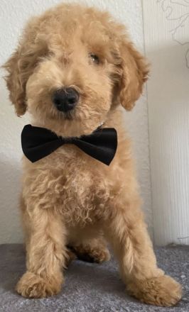 Süßer Apricot Zwergpudel sucht ein neues Zuhause Sie