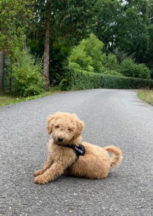 Süßer Apricot Zwergpudel sucht ein neues Zuhause Sie