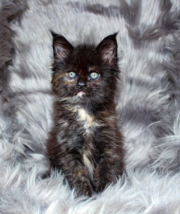 Hallöchen ihr Lieben Suchenden! Willkommen bei Lions of