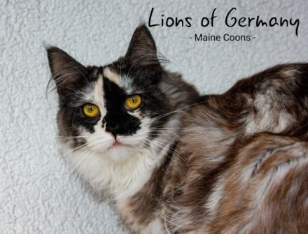 Hallöchen ihr Lieben Suchenden! Willkommen bei Lions of