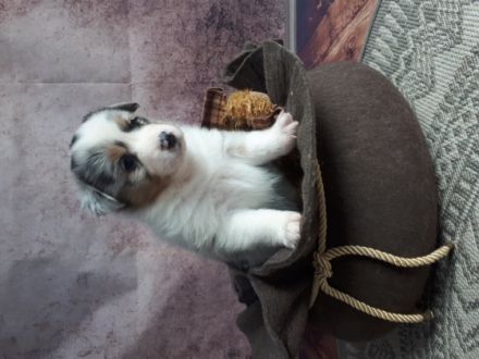 Wir freuen uns sehr, unsere süße Rasselbande (5