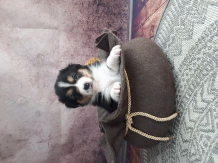 Wir freuen uns sehr, unsere süße Rasselbande (5