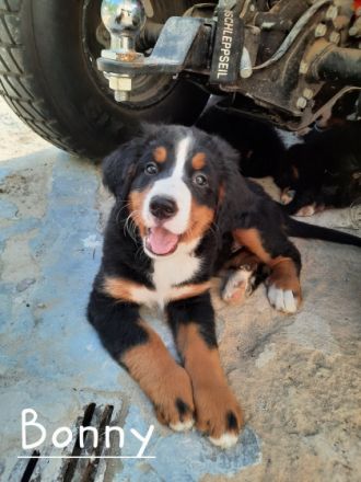 Süße reinrassige Berner Sennen Welpen aus privater