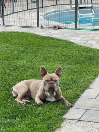 Italian-Stallion-Frenchbulls Yam yam