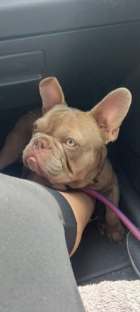 Italian-Stallion-Frenchbulls Yam yam