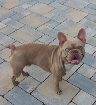 Italian-Stallion-Frenchbulls Yam yam