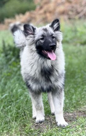 Wir bieten liebebedürftige Welpen in seltener Farbe an.