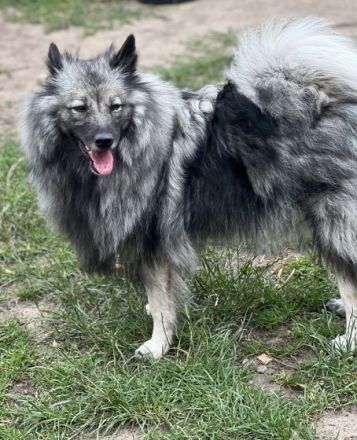 Wir bieten liebebedürftige Welpen in seltener Farbe an.