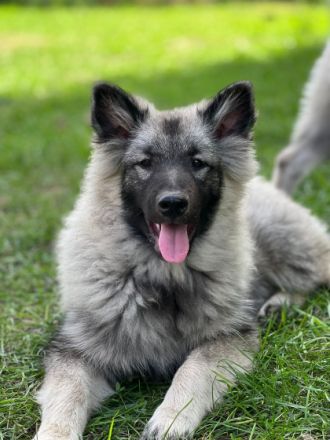 Wir bieten liebebedürftige Welpen in seltener Farbe an.