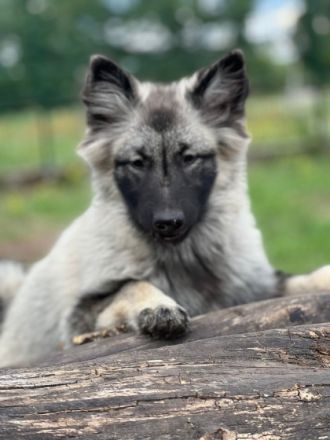 Wir bieten liebebedürftige Welpen in seltener Farbe an.