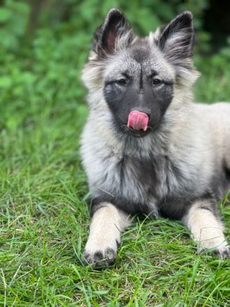 Wir bieten liebebedürftige Welpen in seltener Farbe an.