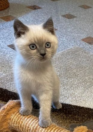 Unsere BKH Katze hat am 15.04.22 fünf gesunden Kitten