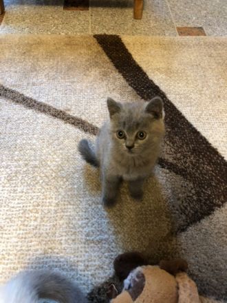 Unsere BKH Katze hat am 15.04.22 fünf gesunden Kitten