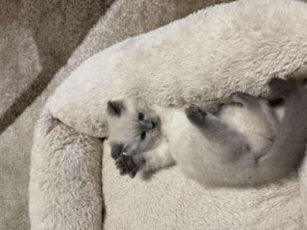 Unsere BKH Katze hat am 15.04.22 fünf gesunden Kitten