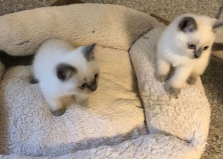 Unsere BKH Katze hat am 15.04.22 fünf gesunden Kitten