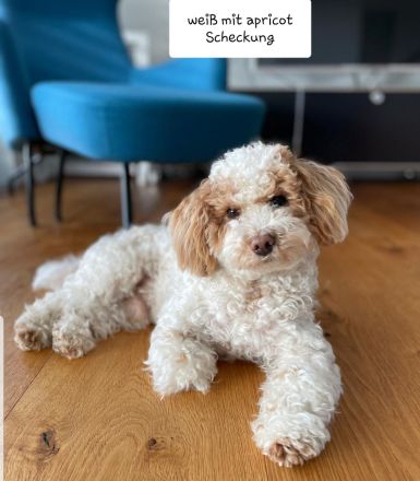 DER BOLOPOO: Diese besondere , bunte Hypridverpaarung