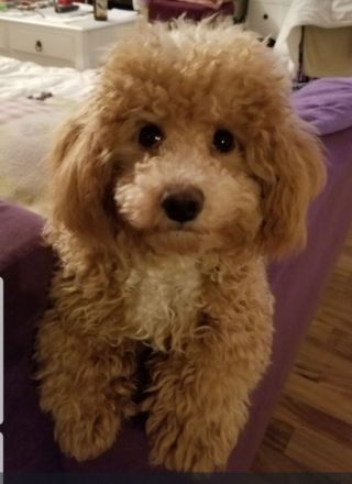 DER BOLOPOO: Diese besondere , bunte Hypridverpaarung