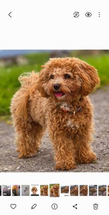 DER BOLOPOO: Diese besondere , bunte Hypridverpaarung