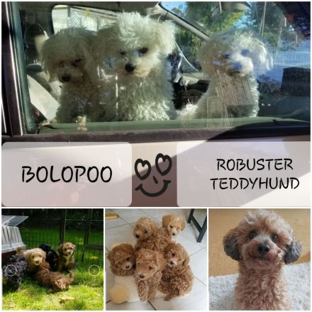 DER BOLOPOO: Diese besondere , bunte Hypridverpaarung