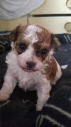 DER BOLOPOO: Diese besondere , bunte Hypridverpaarung