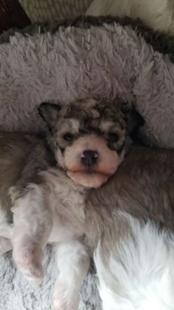 DER BOLOPOO: Diese besondere , bunte Hypridverpaarung