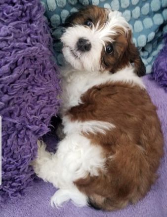 DER BOLOPOO: Diese besondere , bunte Hypridverpaarung