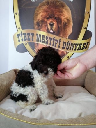 2 Impfstoffe, 3 Parasitenanwendungen wurden