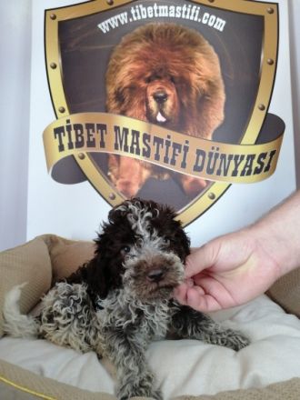 2 Impfstoffe, 3 Parasitenanwendungen wurden