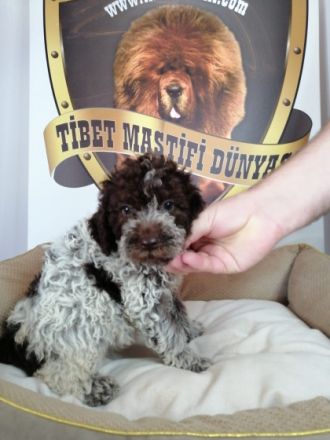 2 Impfstoffe, 3 Parasitenanwendungen wurden