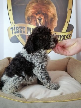 2 Impfstoffe, 3 Parasitenanwendungen wurden