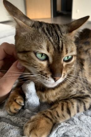 Name:Amira Geboren:13.08.2017 Geschlecht:weiblich