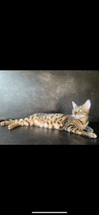 Name:Amira Geboren:13.08.2017 Geschlecht:weiblich