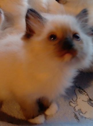 hallo wir sind schöne reinrassige Ragdoll Kitten babys