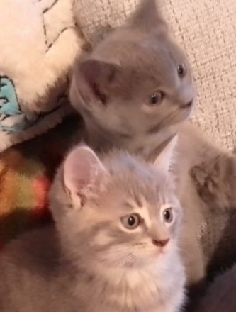 hallo wir sind schöne BKH Kitten babys wie sind am 16.5