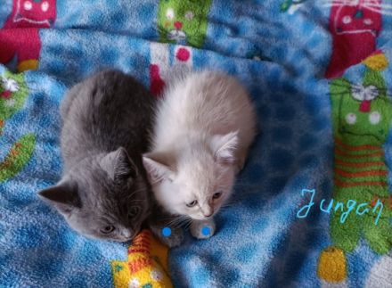 hallo wir sind schöne BKH Kitten babys wie sind am 16.5