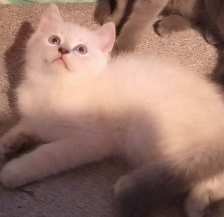 hallo wir sind schöne BKH Kitten babys wie sind am 16.5