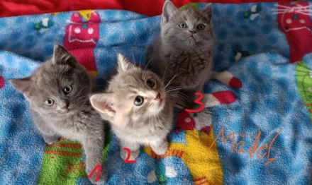 hallo wir sind schöne BKH Kitten babys wie sind am 16.5