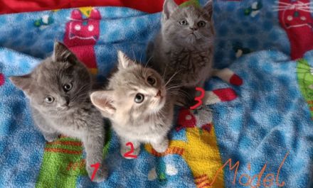 hallo wir sind schöne BKH Kitten babys wie sind am 16.5