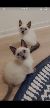 meine Sammy hat wunderschöne reinrassige Siam Kitten