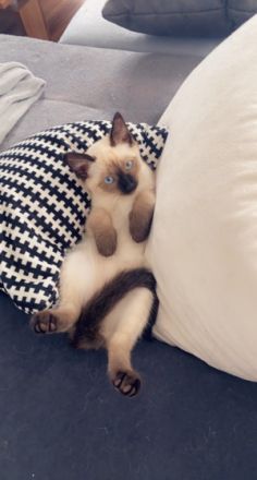 meine Sammy hat wunderschöne reinrassige Siam Kitten