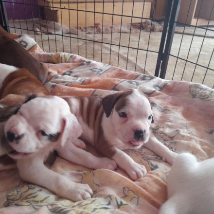 Boxer Mix Welpen, der besondere Familienhund. Unsere