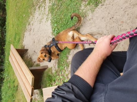 Müssen meine kinderliebe Hündin leider abgeben. Sie ist